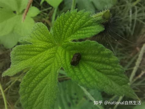 葉子尖尖的植物|【專欄】植物的面子——漫談植物的葉表 